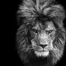 Lion777