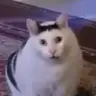 Qwartet