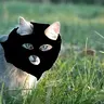 spottikk