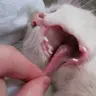 AllCats
