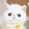 masyanich