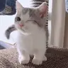 Bombo