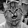 MrCat