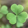 Shamrock!