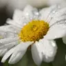 olgapulya
