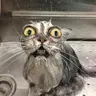Meoww