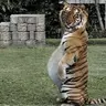 Angry tiger