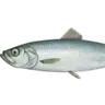 gnevseledki