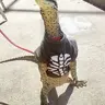 xtpa