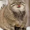 sid.13