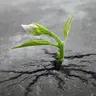 Sprouts