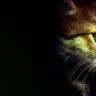 InvisCat
