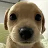 shai