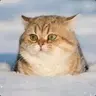 nomatlolka