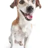 GOODBOY777