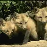 Evolution_