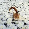 FlowerCat