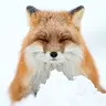 jegr