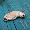 meltdown