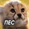 lolyignorshik