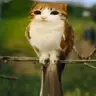 entropyq