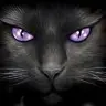 Кошка 666