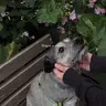 Lilu_