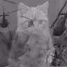 Rori The Dwarf
