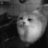 vladboz