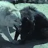 damnaura