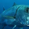 BaraCuda