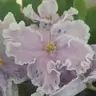 Мариэтта