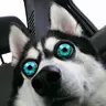 Mangomama