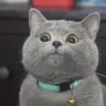 MadCat