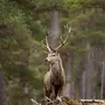 TwoStar