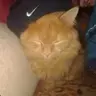 Сутенёр Максм