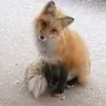 FoxyL
