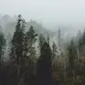 VladokSkripka