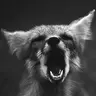s4dfoxy