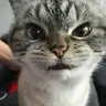 Freshka