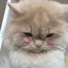 qpadz