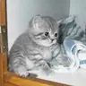 kitik