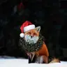Конфета