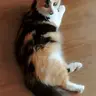 Newivanovec