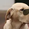 Pepos
