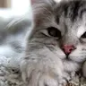 Kot8