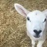 sheep