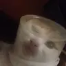 mastekator