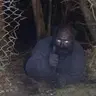 JohaGrok