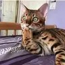 максим кор